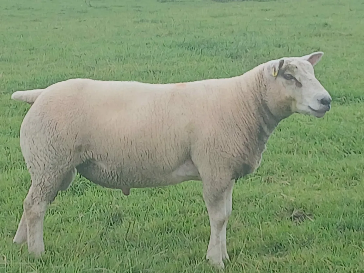 PB Texel Hogget Rams and Charltex Hogget  rams - Image 4