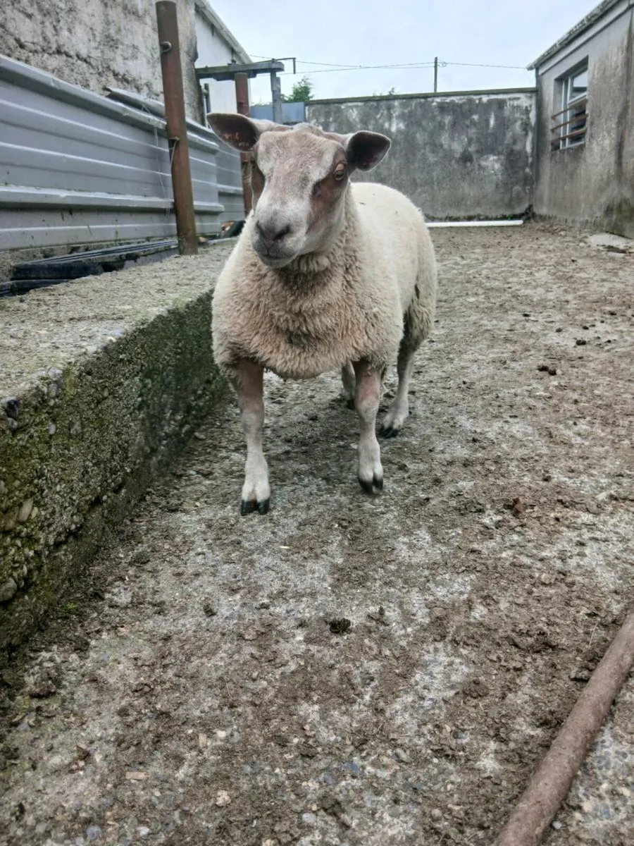 Roubex ram lamb - Image 1