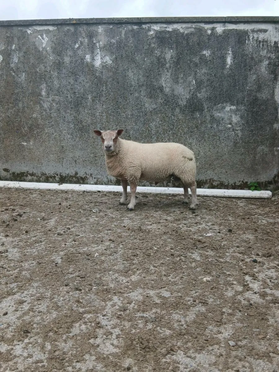 Roubex ram lamb - Image 2