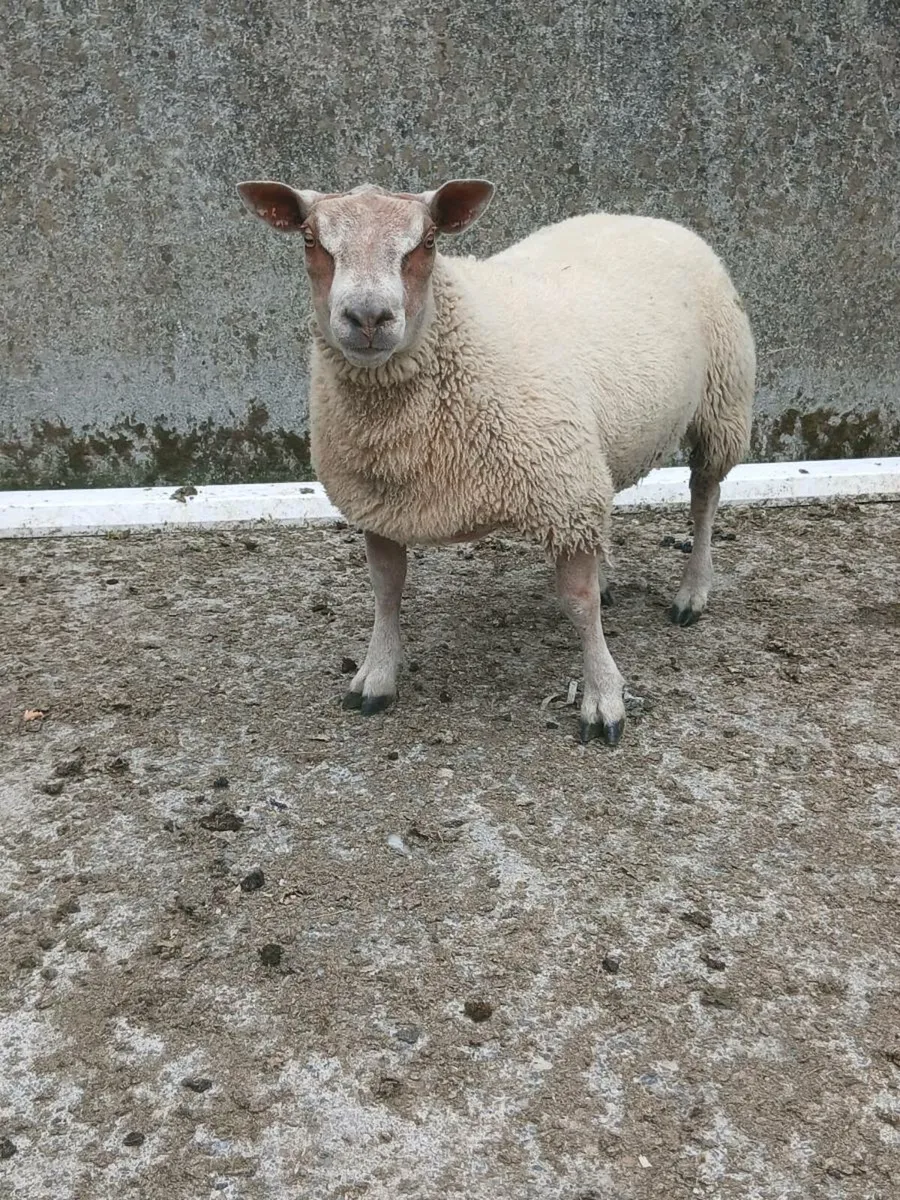 Roubex ram lamb - Image 3