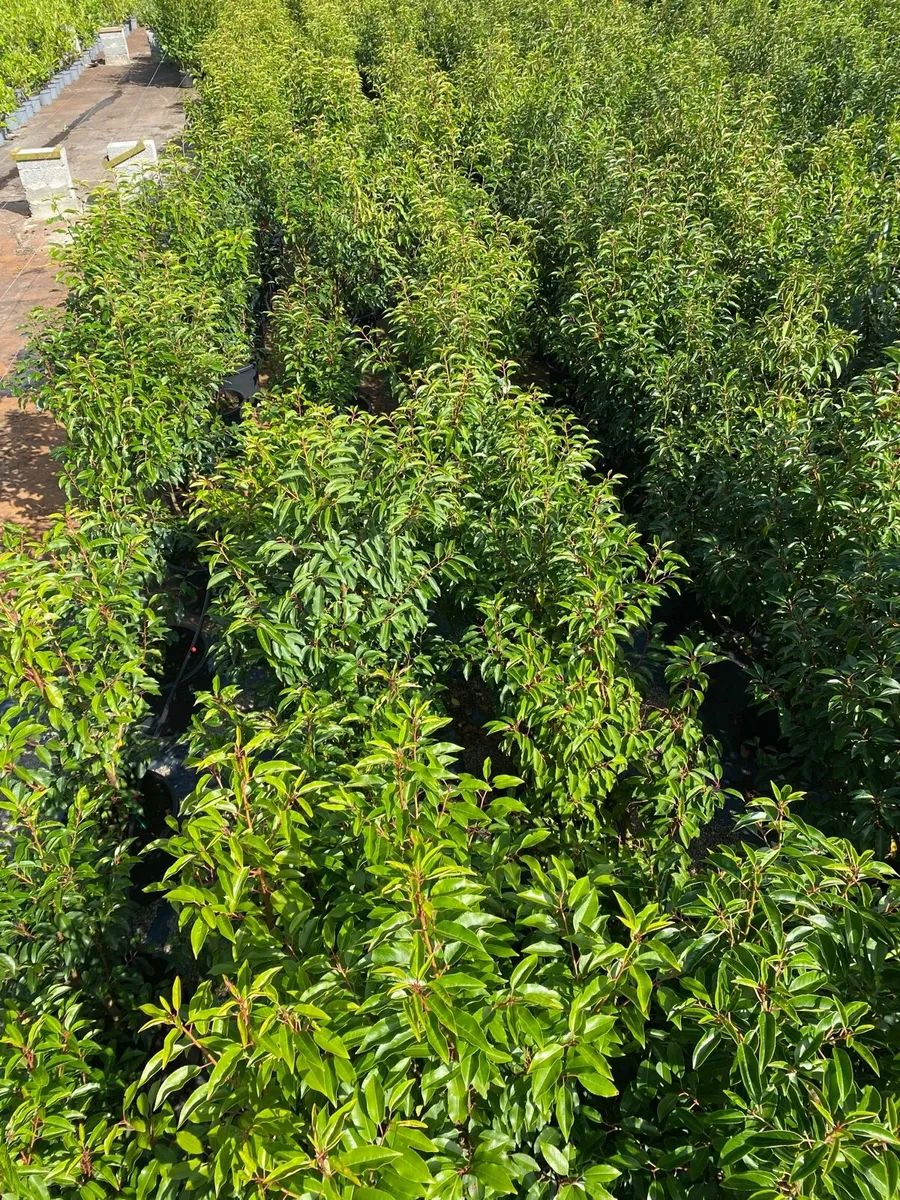 MATURE PORTUGUESE LAUREL - Image 1