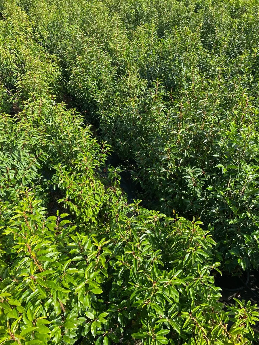 MATURE PORTUGUESE LAUREL - Image 2