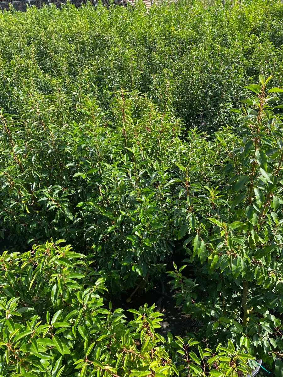 MATURE PORTUGUESE LAUREL - Image 3