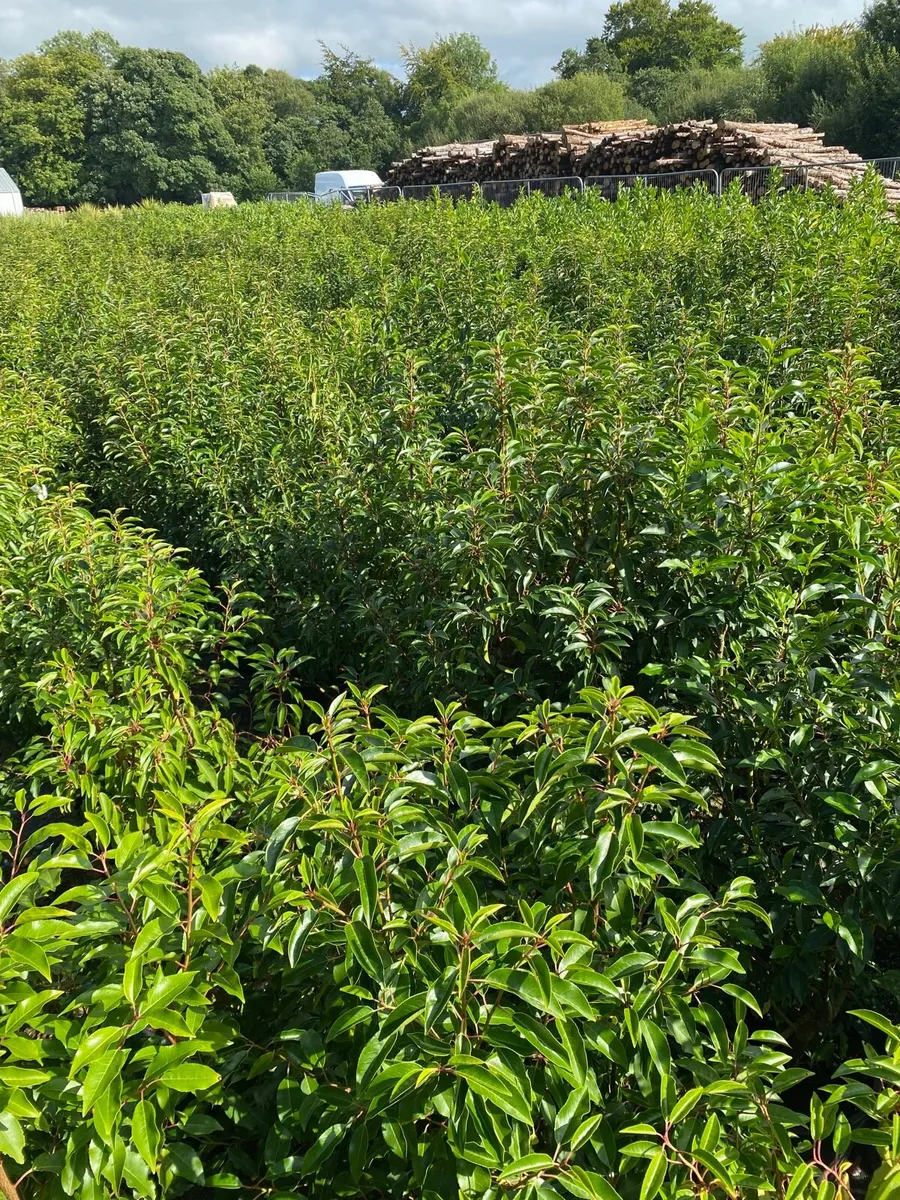 MATURE PORTUGUESE LAUREL - Image 4
