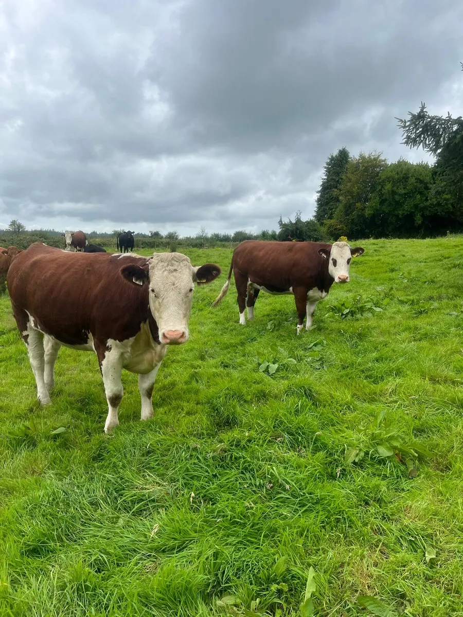 Heifers - Image 1
