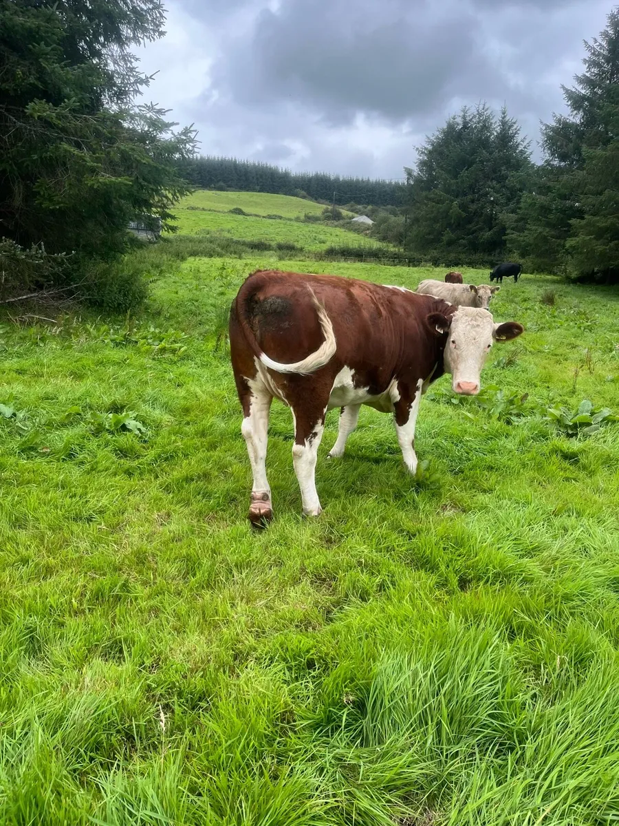Heifers - Image 2