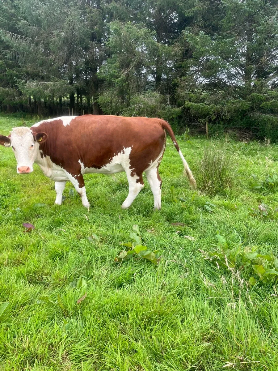 Heifers - Image 3
