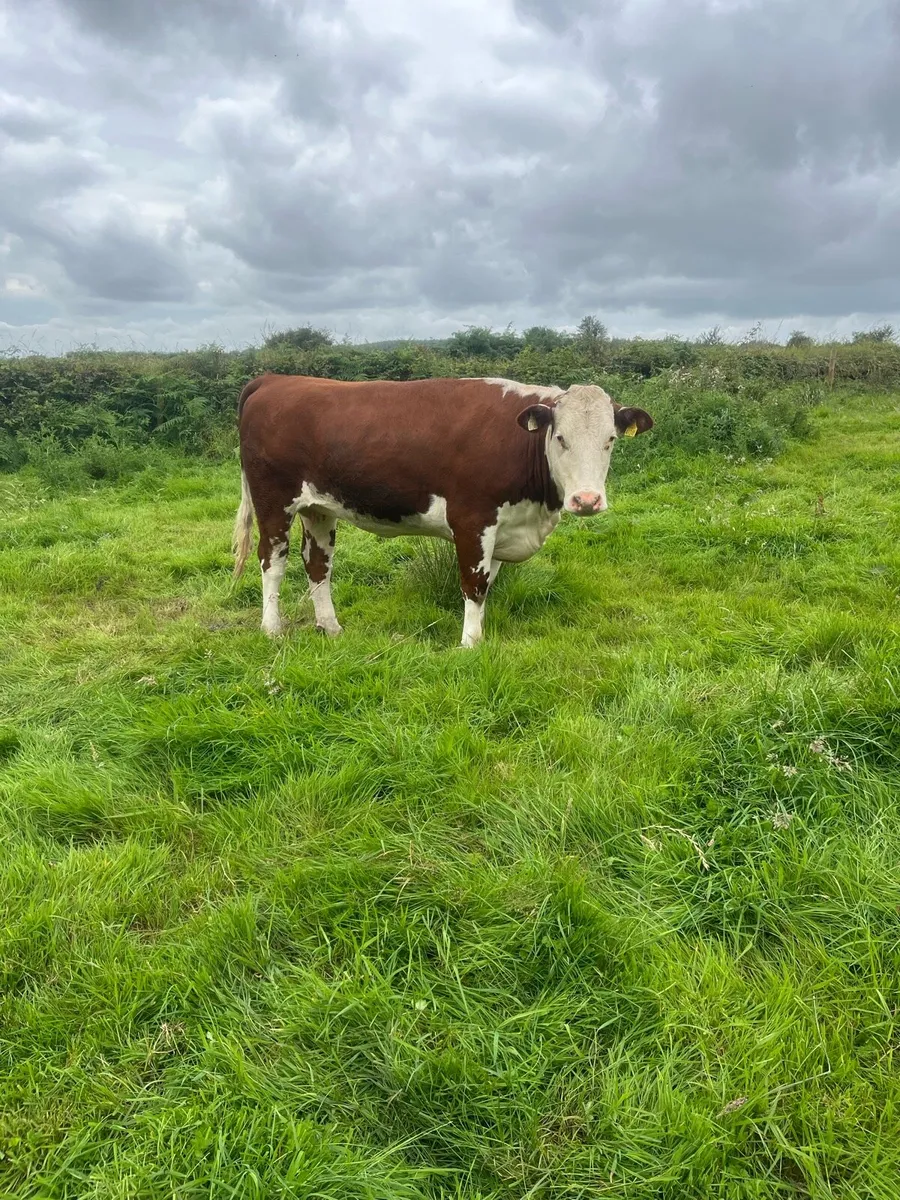 Heifers - Image 4