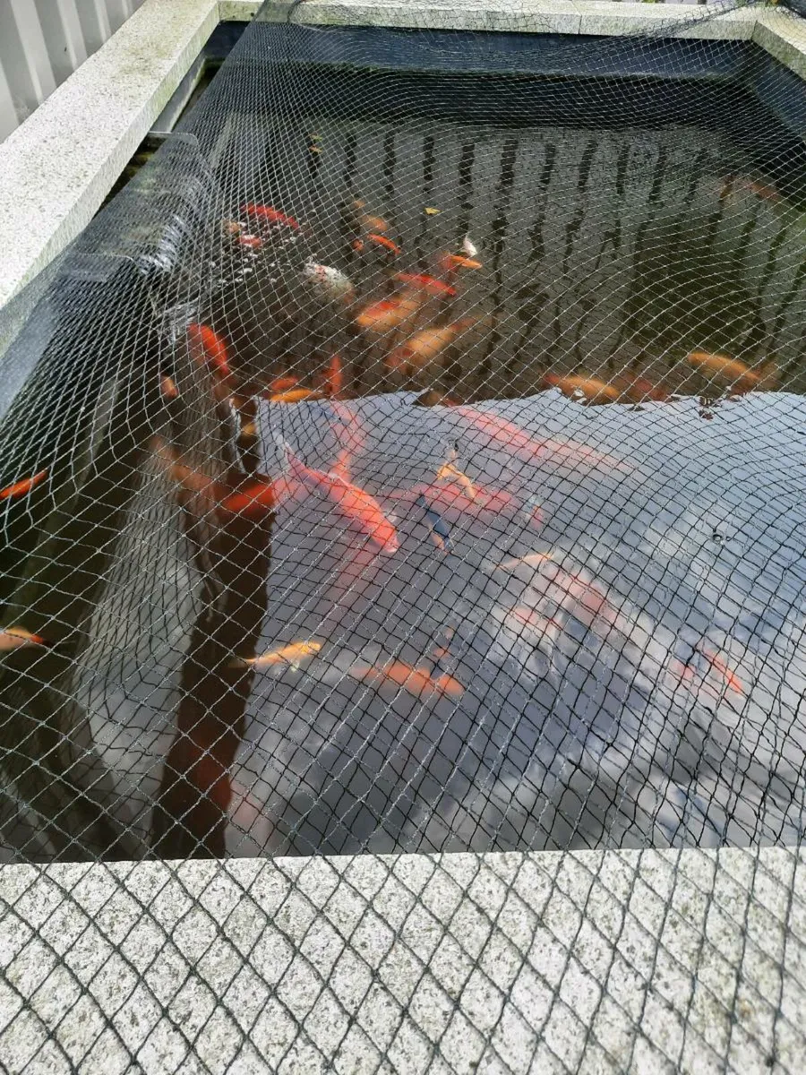 Large goldfish - Image 1