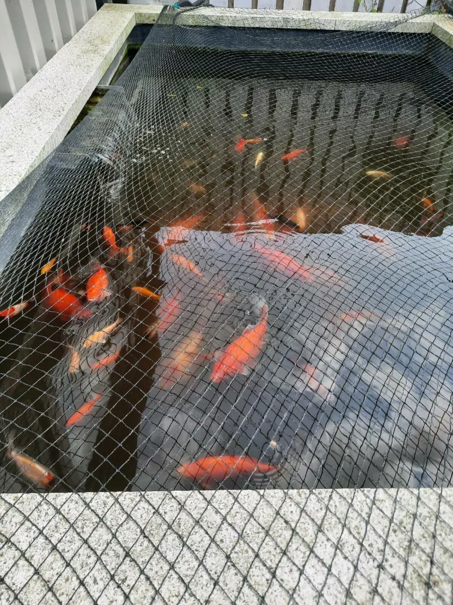 Large goldfish - Image 2