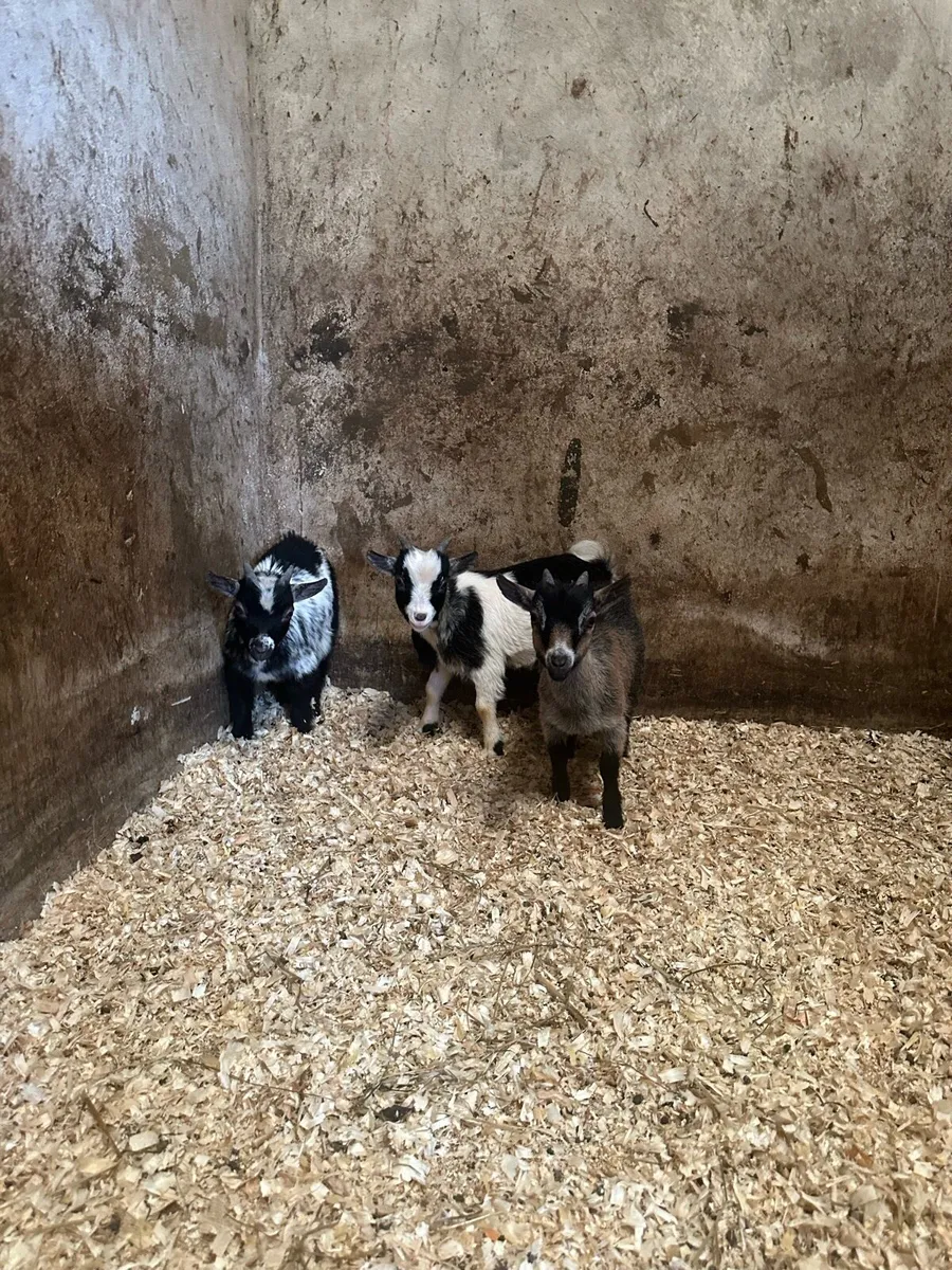 Pygmy Goats - Image 1