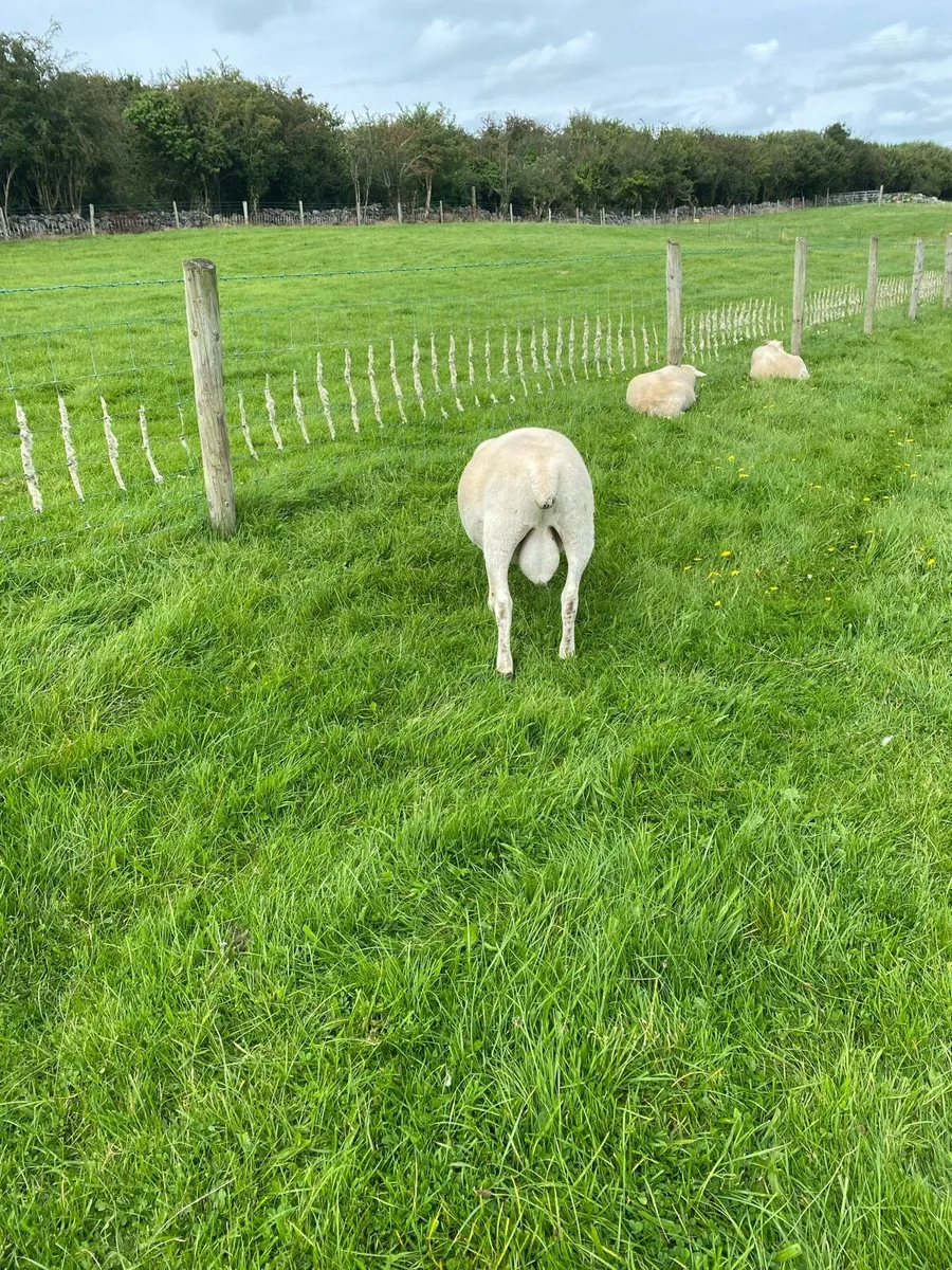 Easycare ram lambs PBNR - Image 1