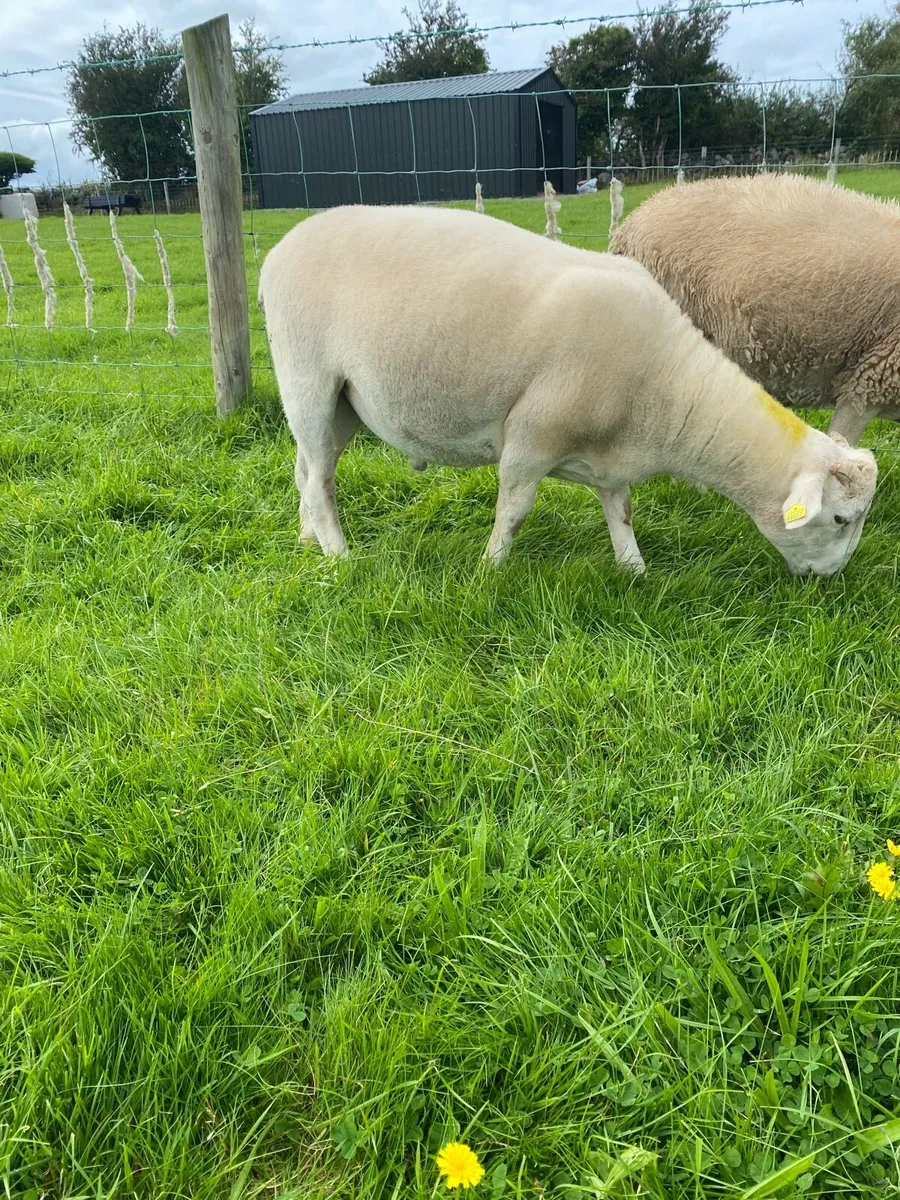 Easycare ram lambs PBNR - Image 2