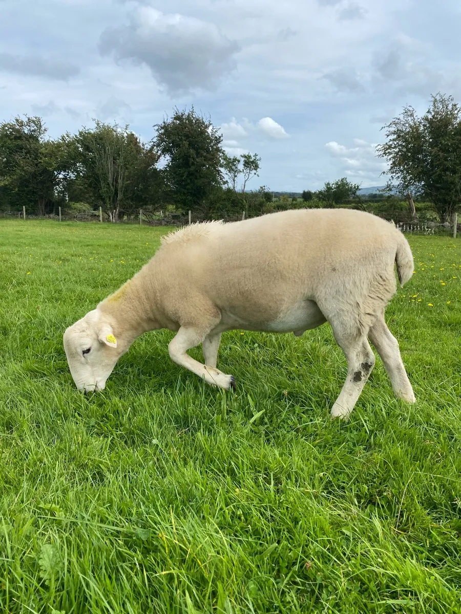Easycare ram lambs PBNR - Image 3