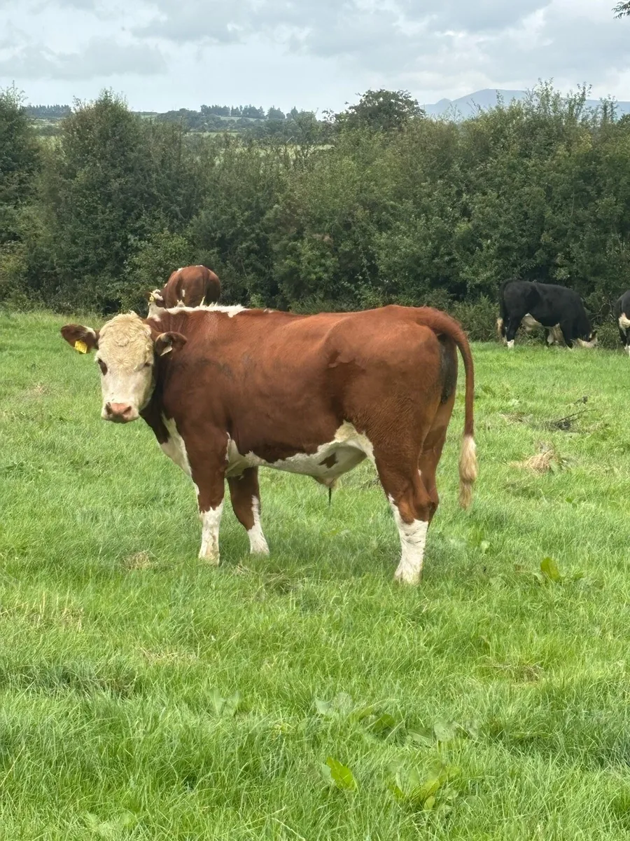 Hereford bullocks - Image 1