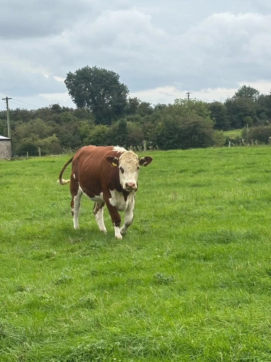 Hereford bullocks - Image 2