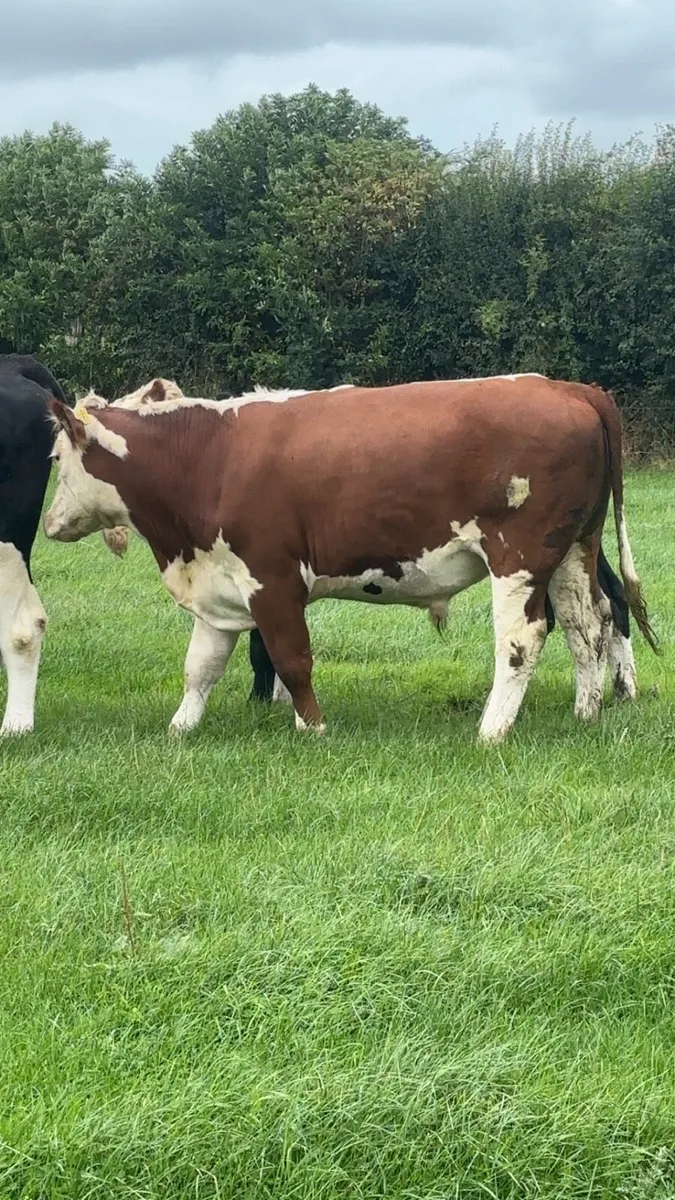 Hereford bullocks - Image 3