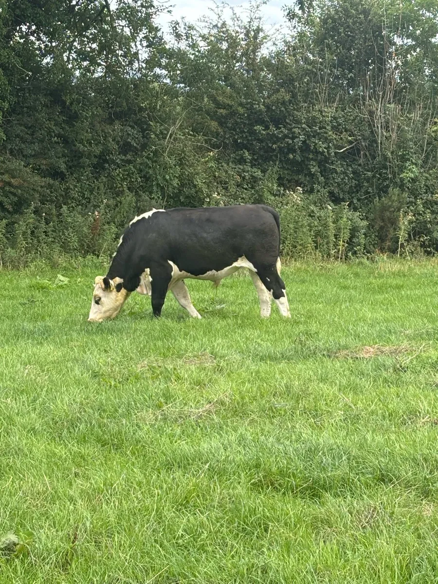 Hereford bullocks - Image 4