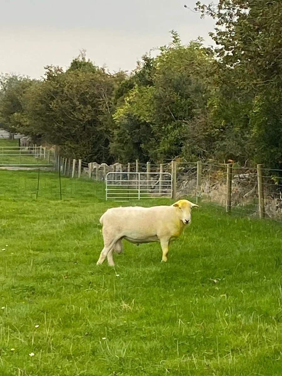 Easycare ram lambs PBNR - Image 4