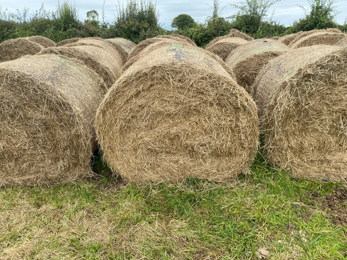 Hay for Sale