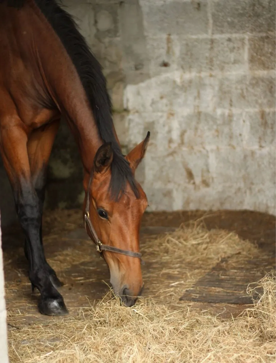 Beautiful filly by Pacino Endor - Image 2