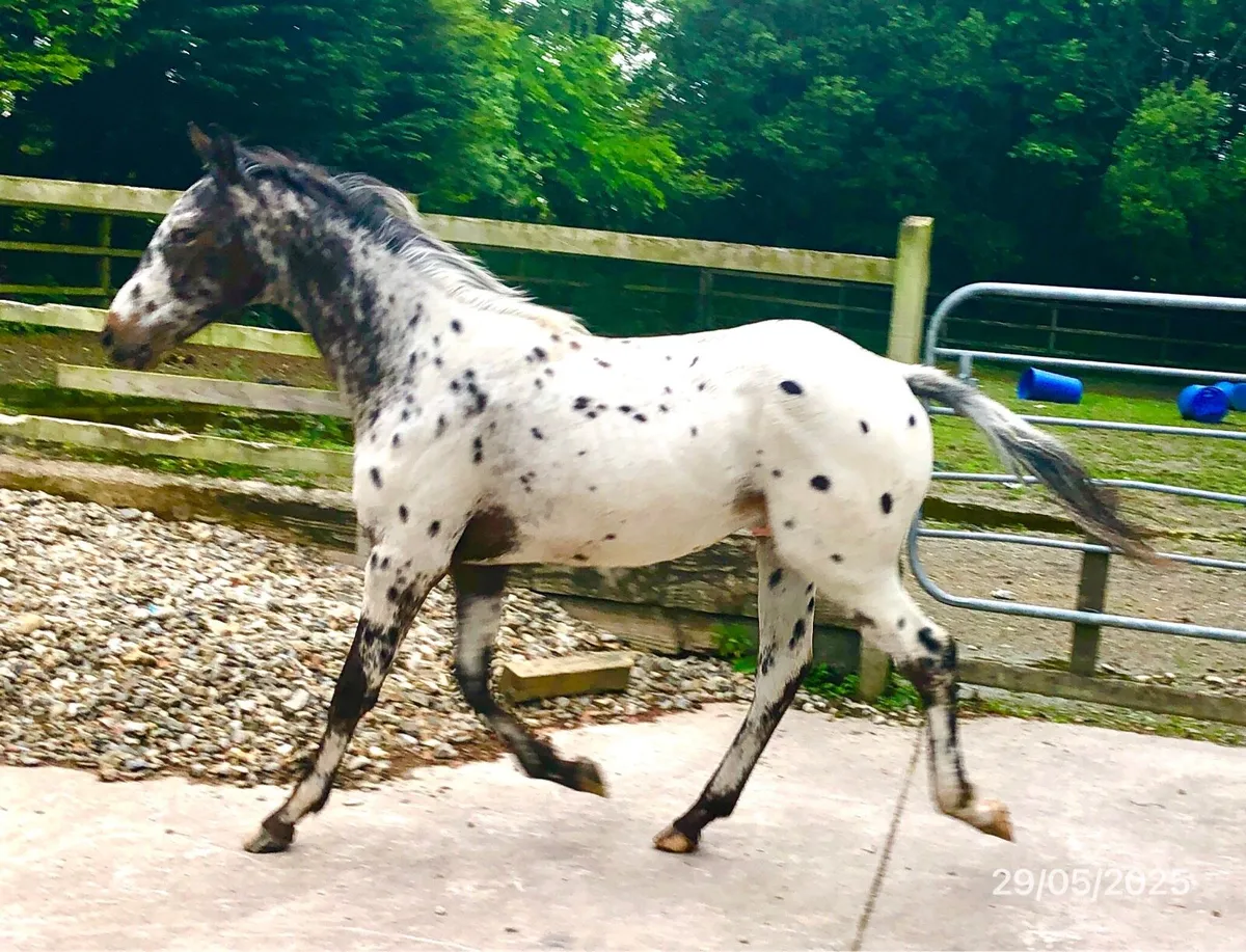 “Lislap Roger” Yearling Colt - Image 1