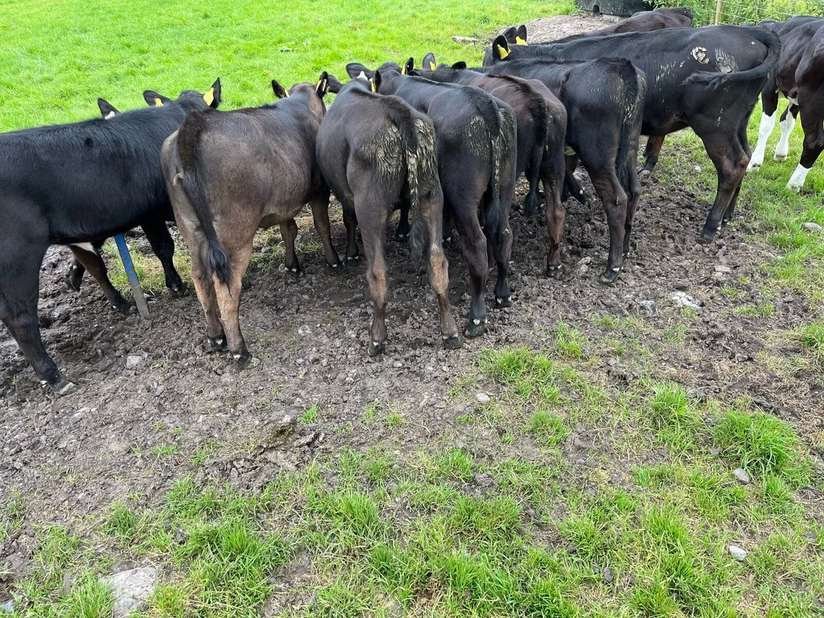 10 Heifer weanlings - Image 4