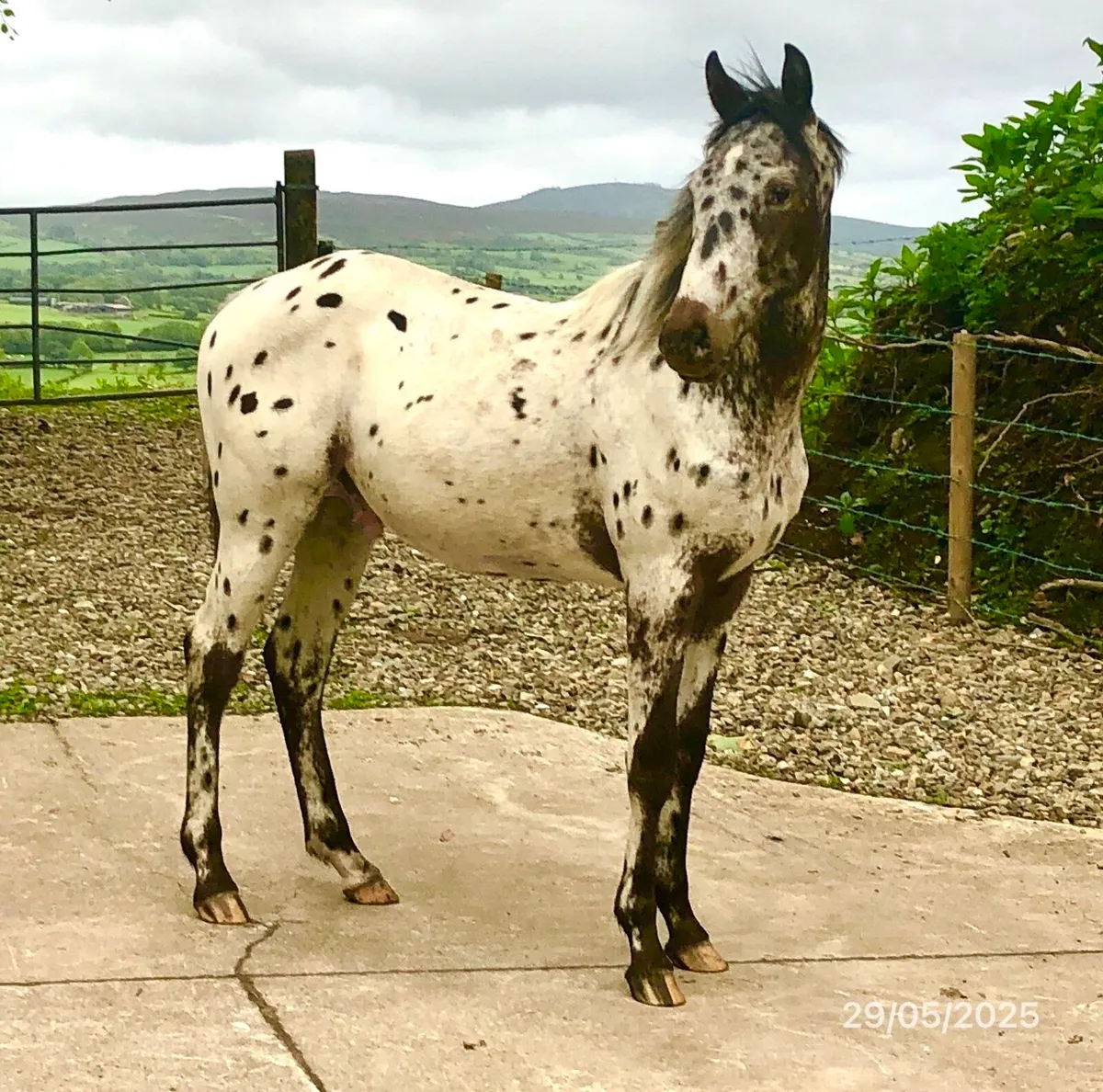“Lislap Roger” Yearling Colt - Image 4