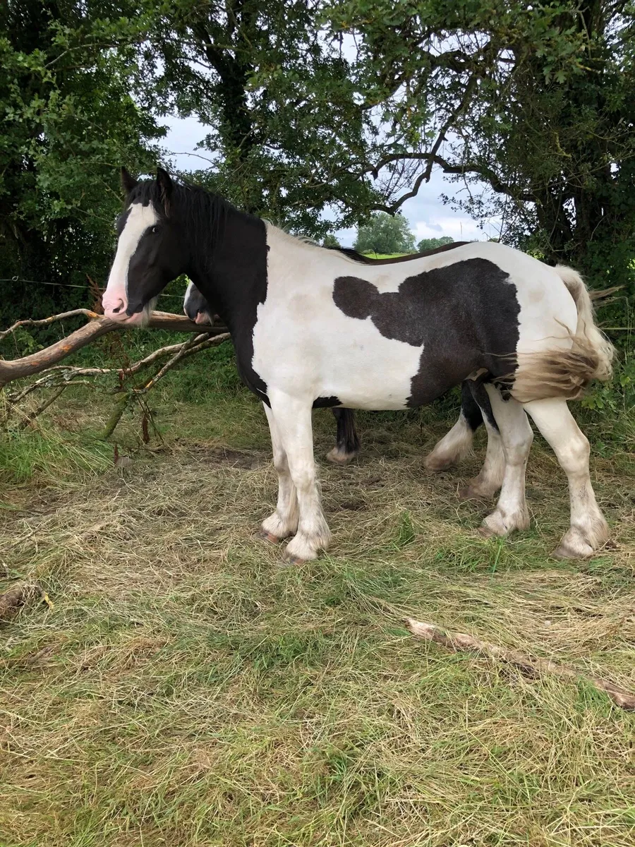 4 year old 15.1 gelding - Image 1
