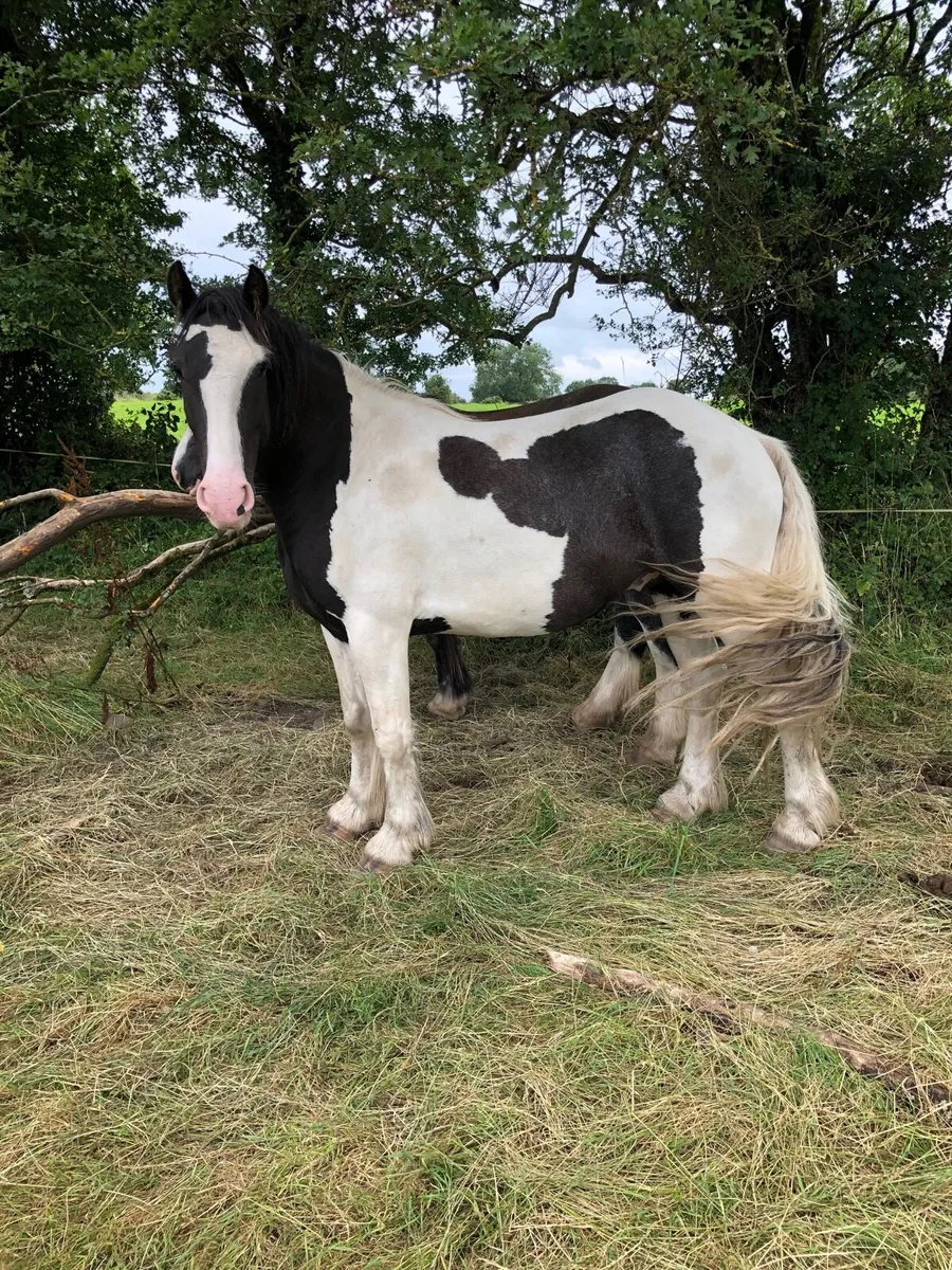 4 year old 15.1 gelding - Image 2