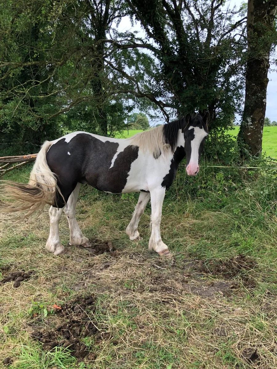 4 year old 15.1 gelding - Image 3
