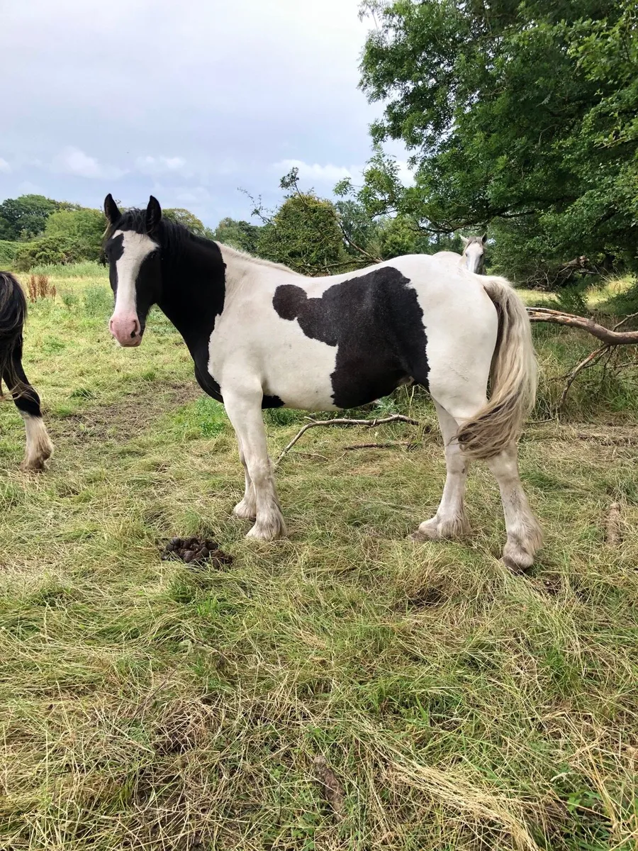 4 year old 15.1 gelding - Image 4