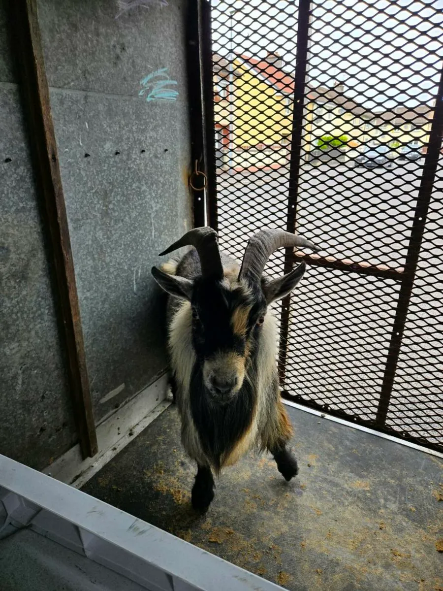 A few nice buck goats for stud - Image 1