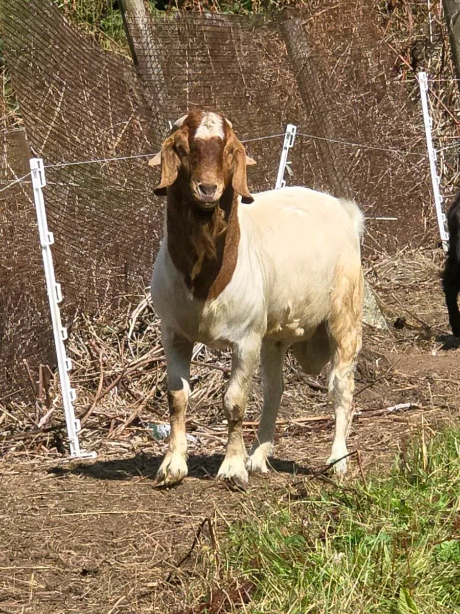 A few nice buck goats for stud - Image 2
