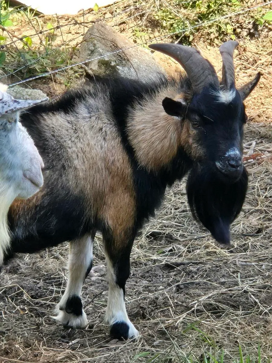 A few nice buck goats for stud - Image 3