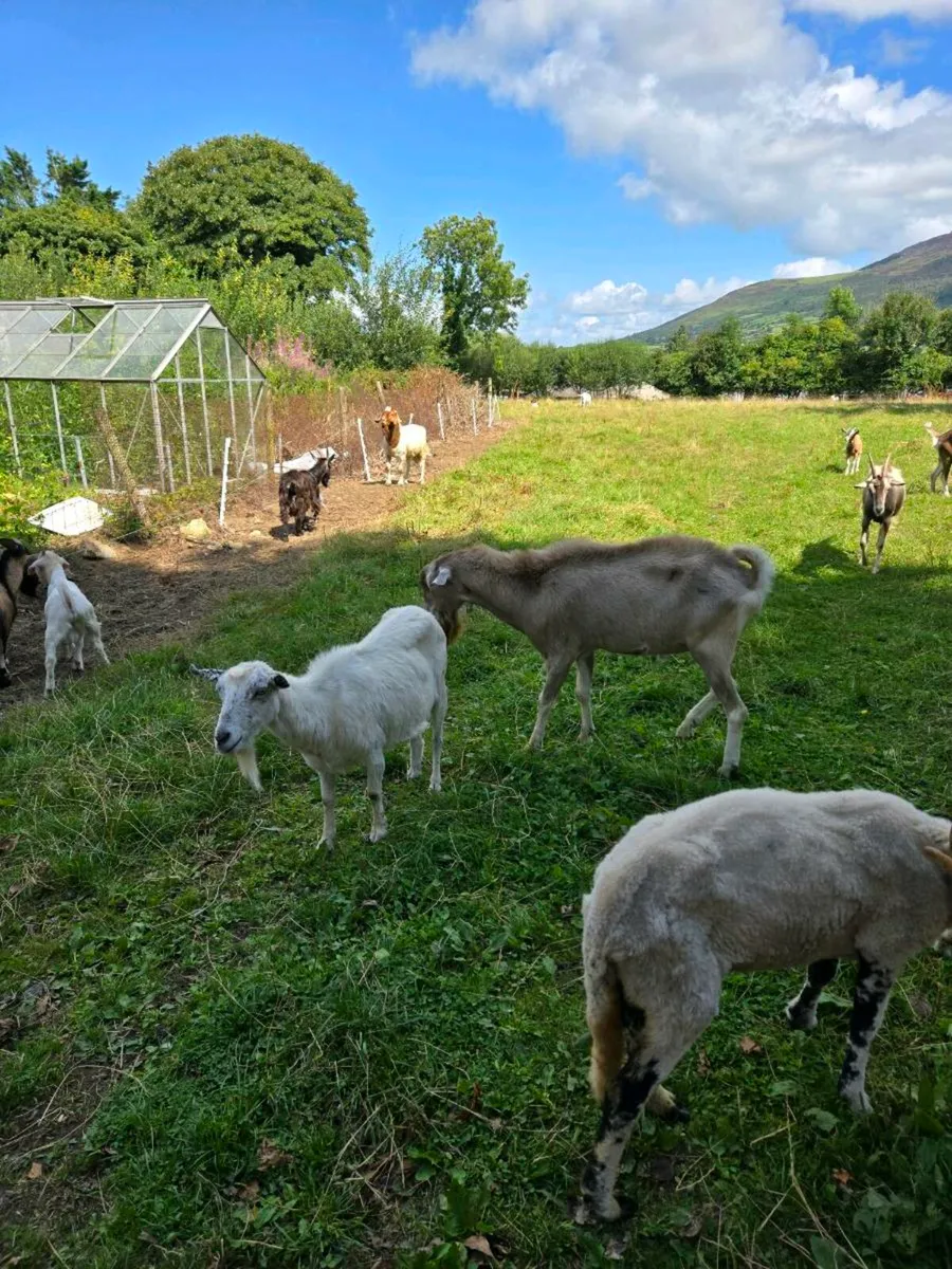 A few nice buck goats for stud - Image 4