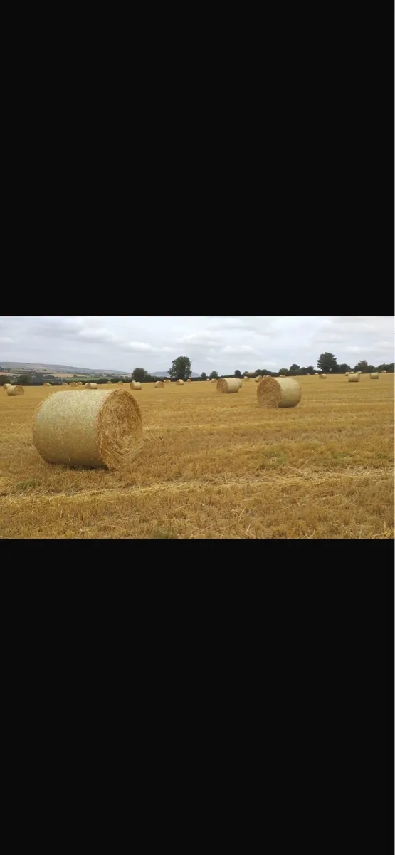 Spring barley straw - Image 1