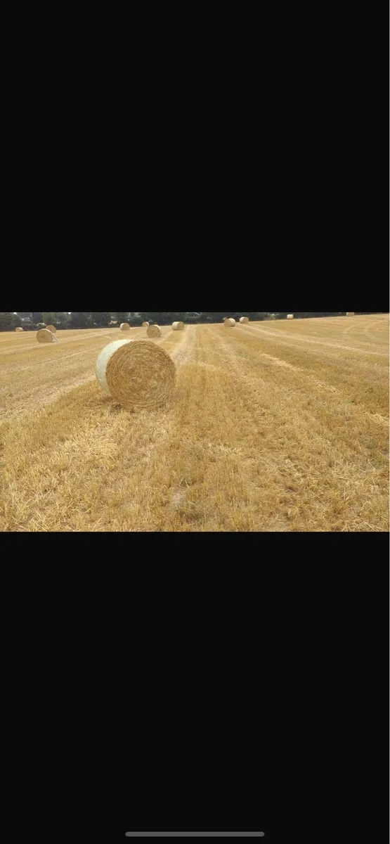Spring barley straw - Image 2