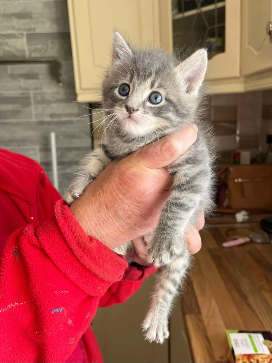 Kitten