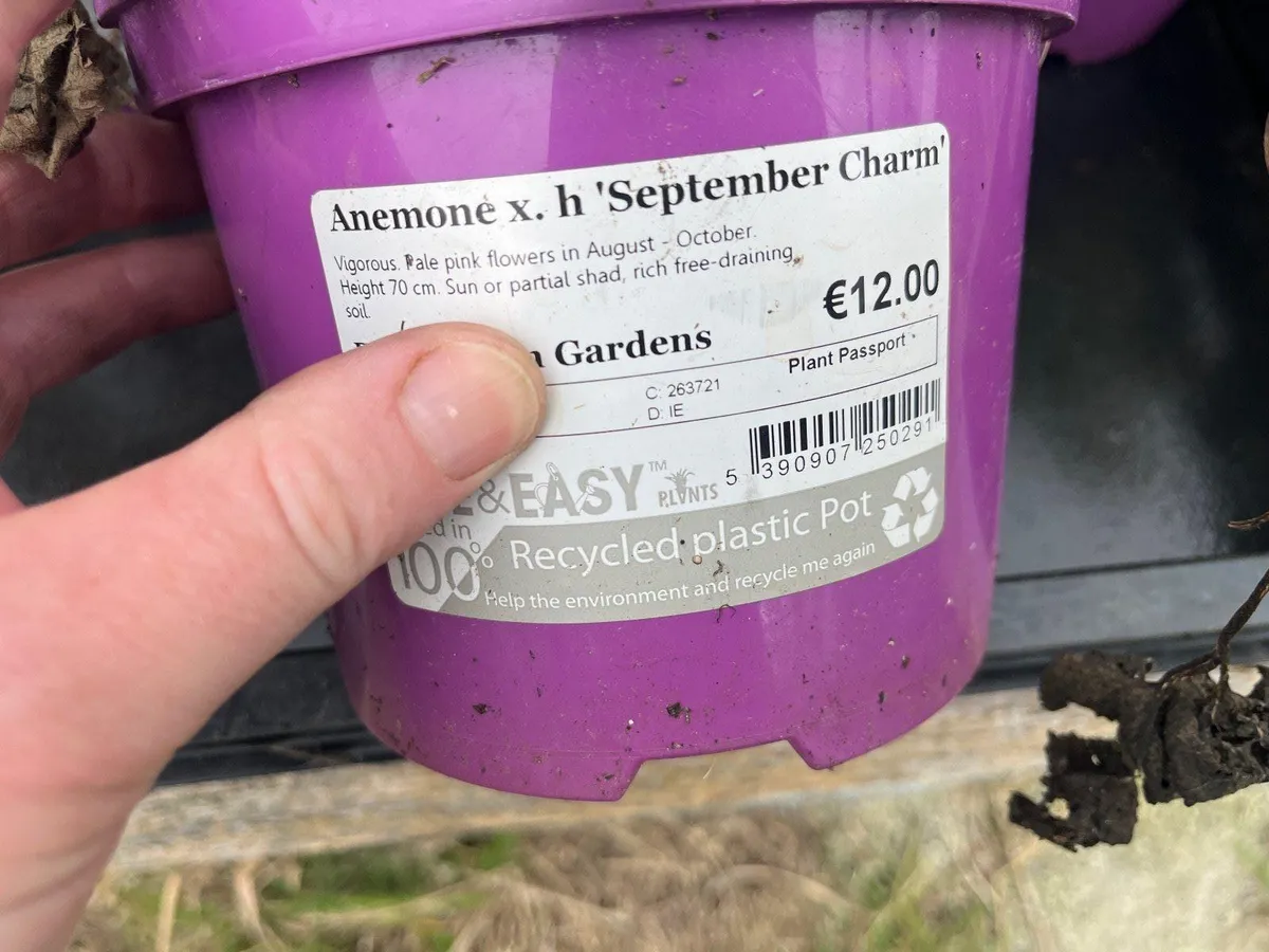 Anemone x hybrida ‘September Charm’ - Image 2