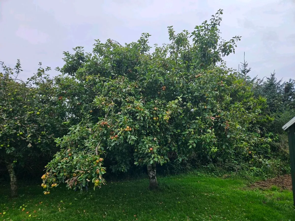 Mature Apple tree's - Image 1