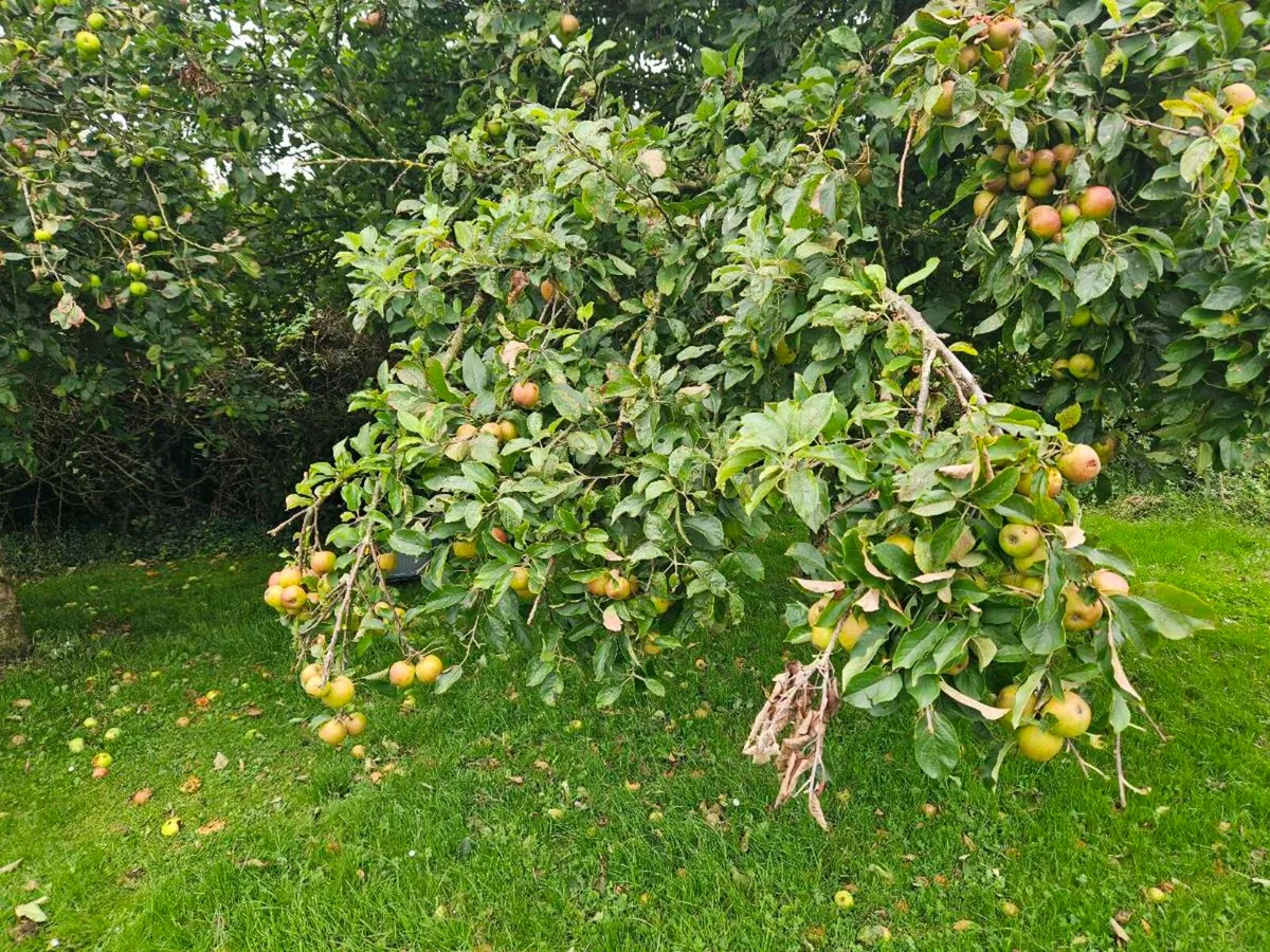 Mature Apple tree's - Image 2