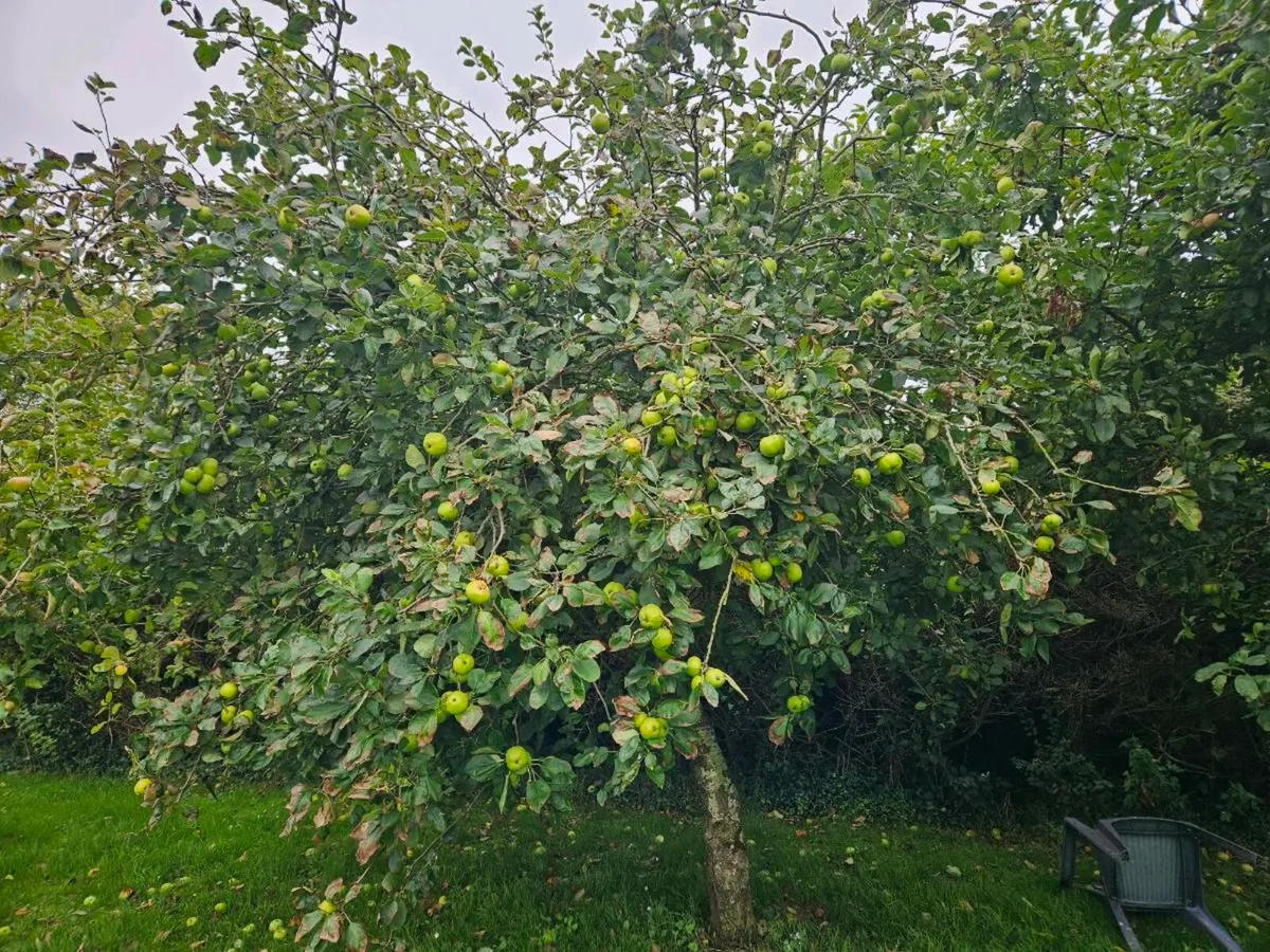 Mature Apple tree's - Image 3