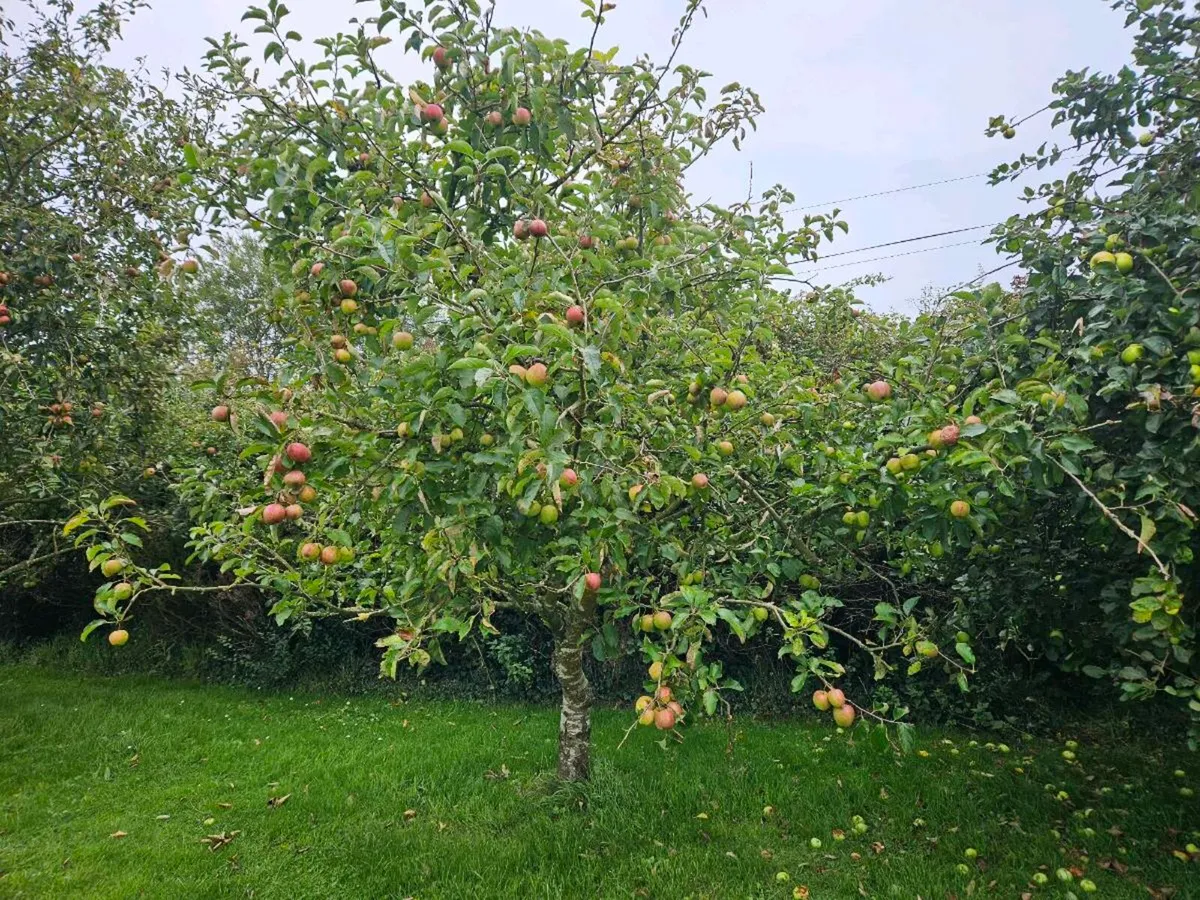 Mature Apple tree's - Image 4