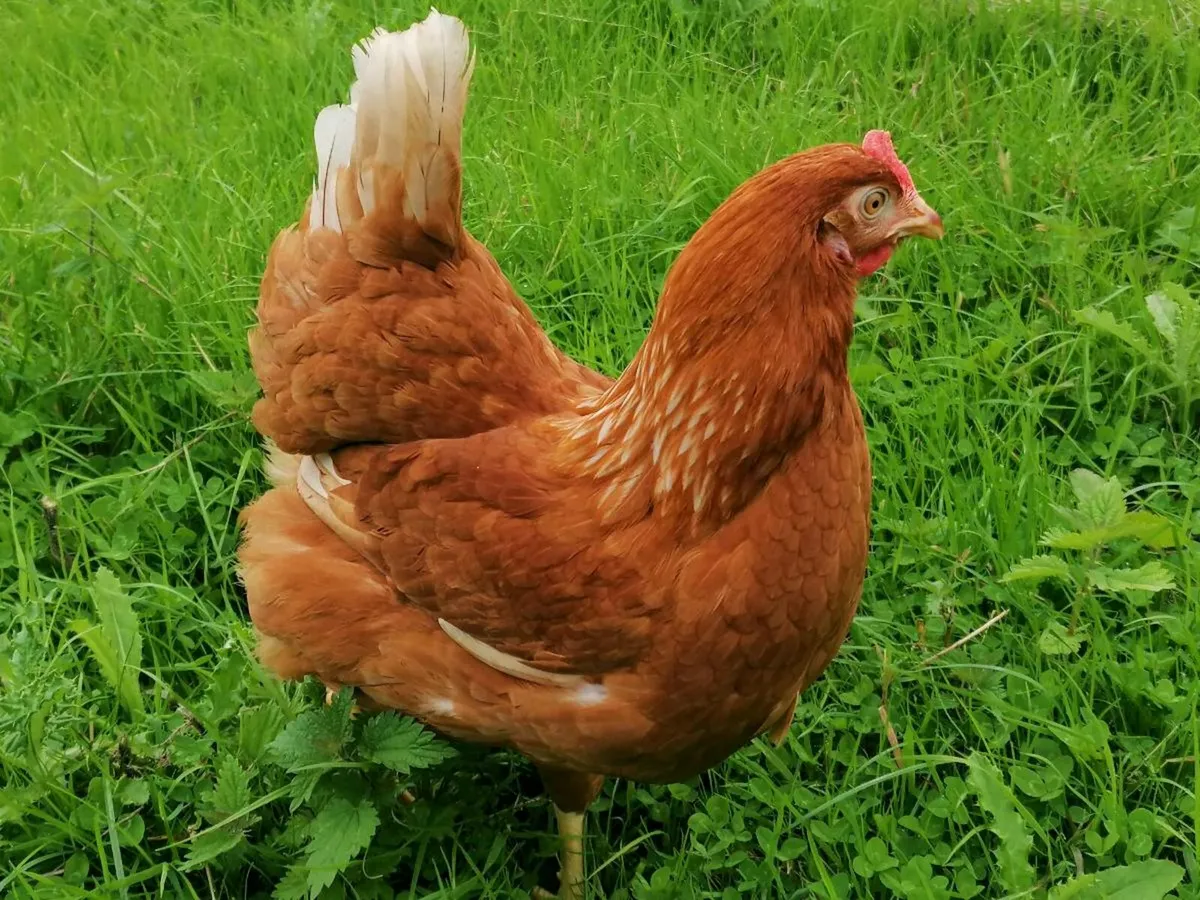 Hybrid red - Image 2