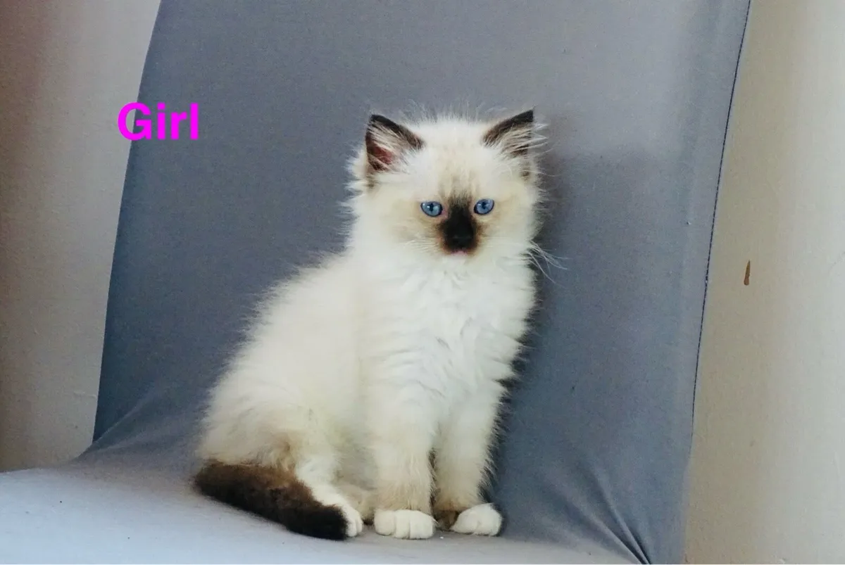 Ragdoll kittens - Image 1