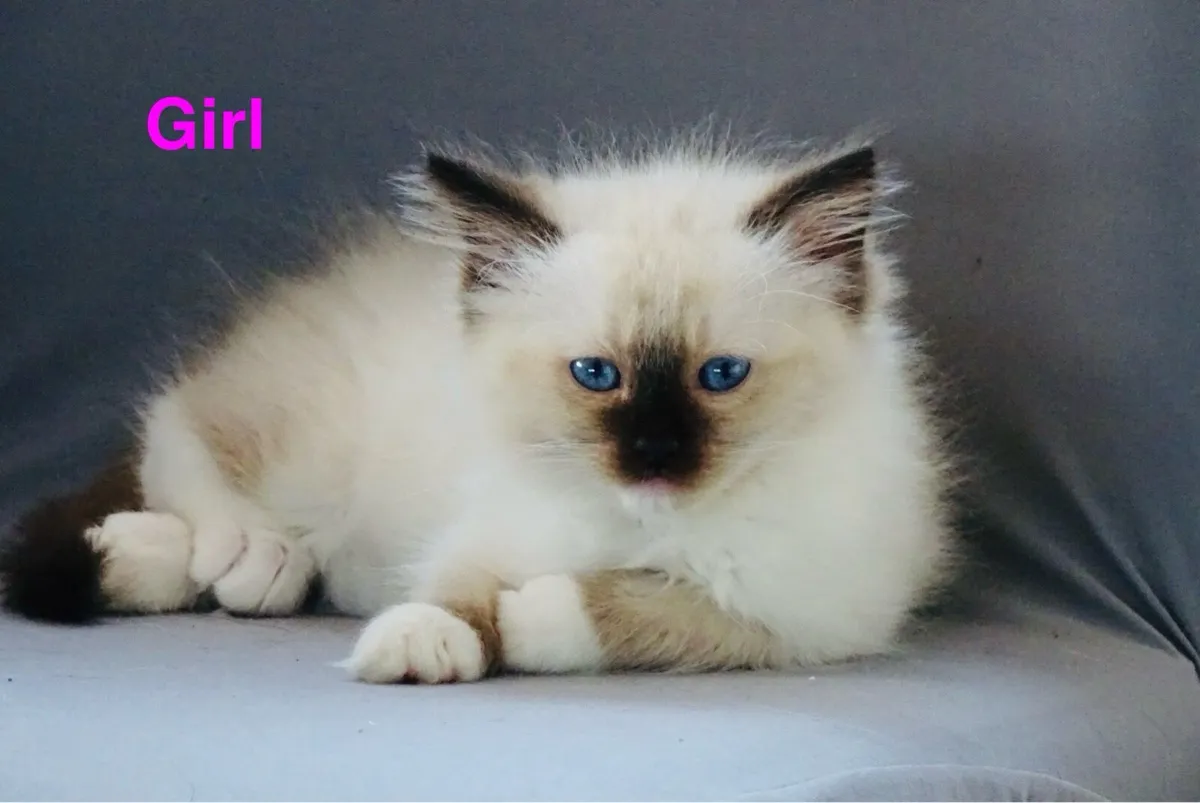 Ragdoll kittens - Image 2