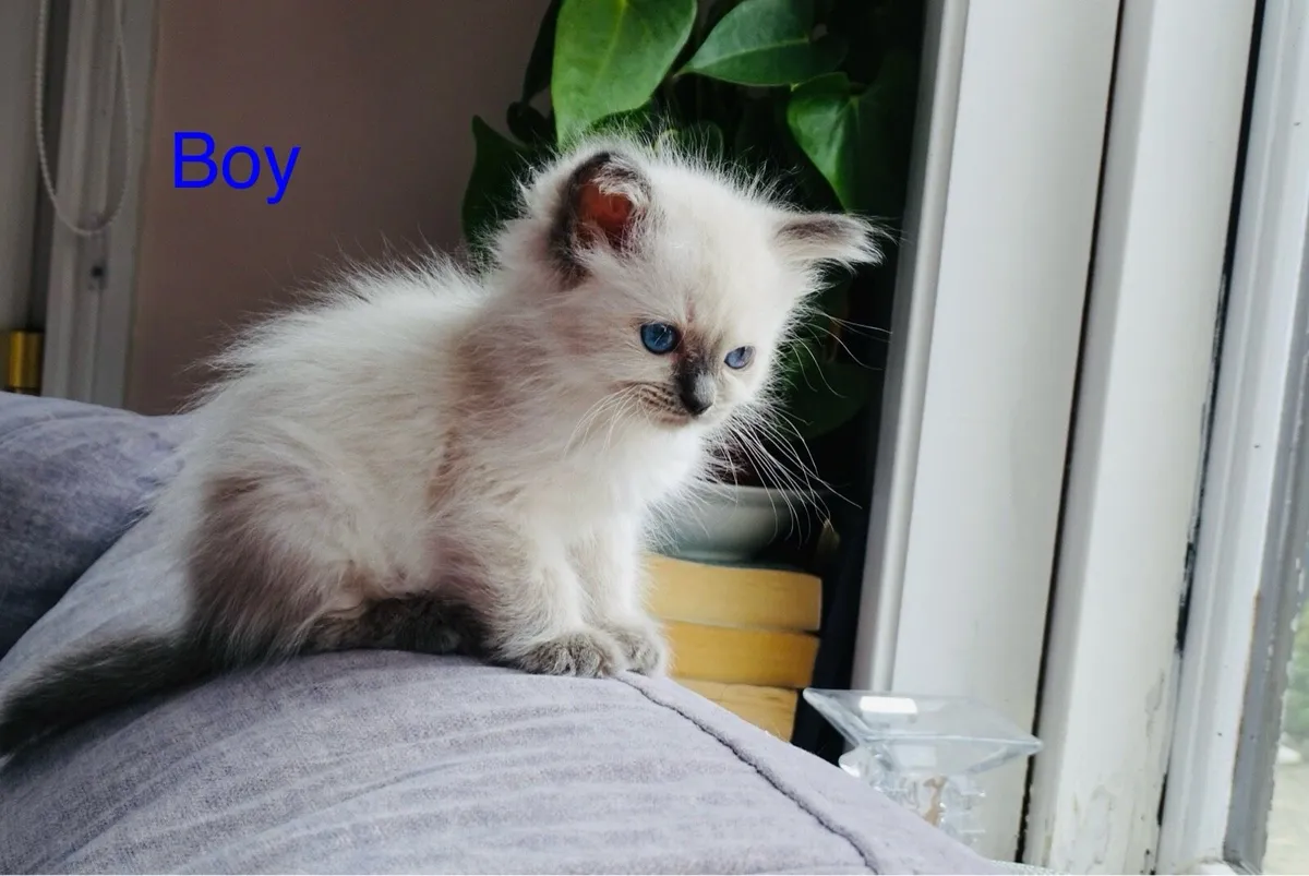 Ragdoll kittens - Image 3
