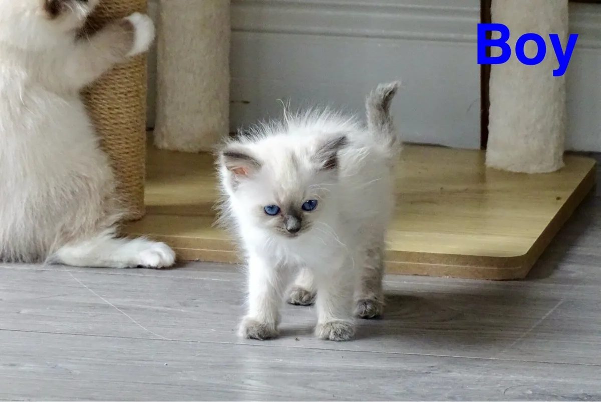 Ragdoll kittens - Image 4
