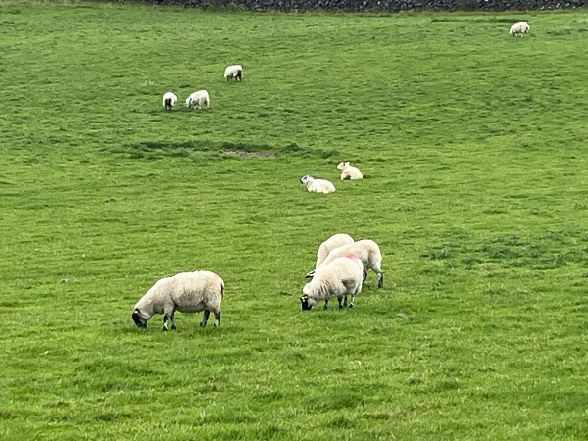 60 Store lambs - Image 1